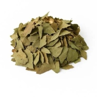 Abacateiro, Folhas (Persea Americana) - 200grs