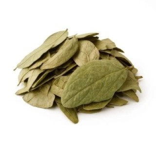Boldo do Chile, Folhas (Peumus Boldus) - 1Kg