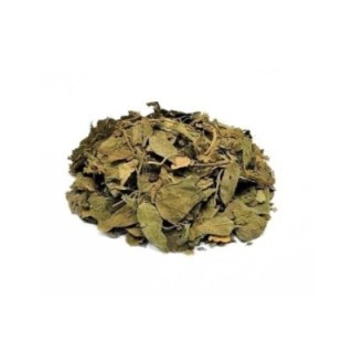 Gymnema Sylvestris, Folhas (Gymnema sylvestris) - 1Kg