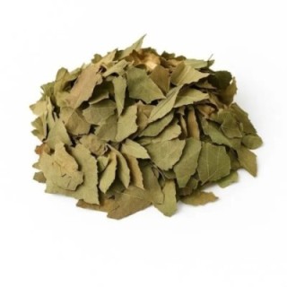 Abacateiro, Folhas (Persea Americana) - 50grs